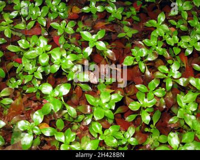 Ludwigia palustris is a flowering plant in the evening primrose family known by the common names marsh seedbox, Hampshire-purslane and Water-purslane Stock Photo