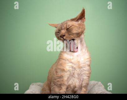 fawn lilac devon rex cat grooming licking fur with long tongue looking funny on mint green background Stock Photo