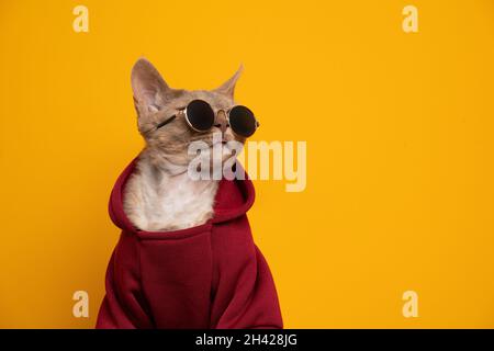 Coolcat hoodie hotsell