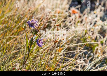 Frozen plants in the morning in the Mount Rainier NP, USA Stock Photo