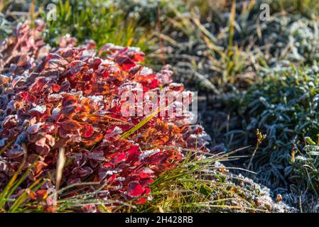 Frozen plants in the morning in the Mount Rainier NP, USA Stock Photo