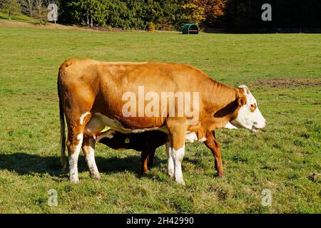 a cute little calf drinking milk of his mom cow on a sunny day in the Bavarian village Birkach (Germany) Stock Photo