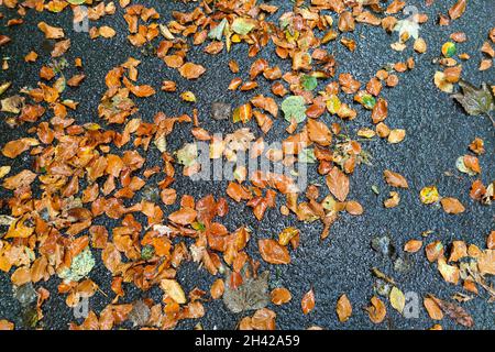 Orange and yellow colored autumn leaves against black background Stock Photo