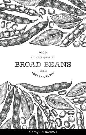 Hand drawn broad beans design template. Organic fresh food vector illustration. Retro pods illustration. Engraved botanical style cereal background. Stock Vector