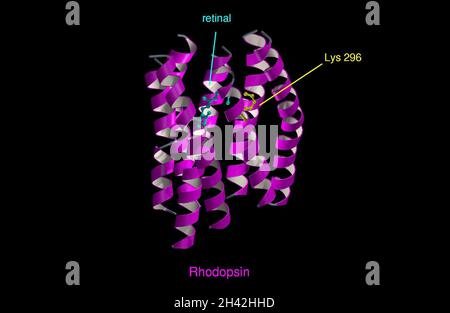 Molecular model of rhodopsin, ribbon diagram Stock Photo