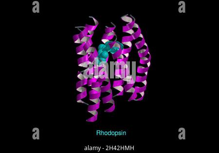 Molecular model of rhodopsin, ribbon diagram Stock Photo