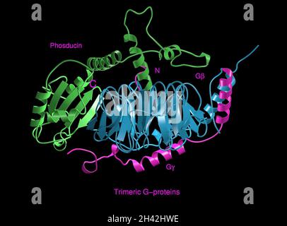 Molecular model,trimeric G-protein/transduci Stock Photo