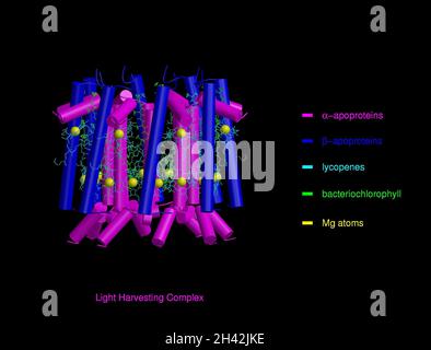 Molecular model of light-harvesting complex of Stock Photo - Alamy