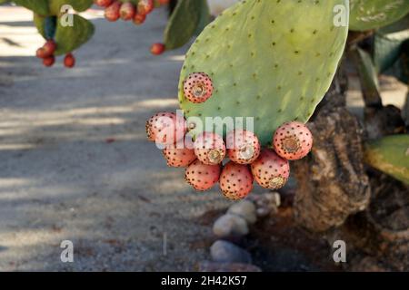 Prickly Pear Cactus Stock Photo