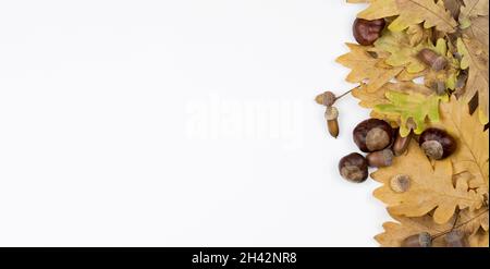 Autumn composition of yellow leaves, acorns and chestnuts on white background. Flat lay, top view, copy space Stock Photo