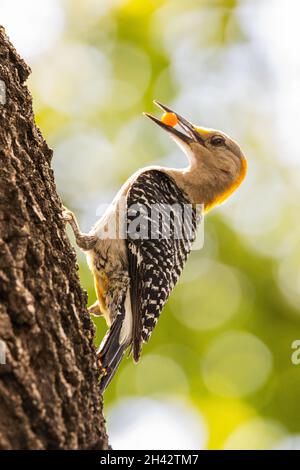 A selective of a Stripe-breasted woodpecker on a tree Stock Photo