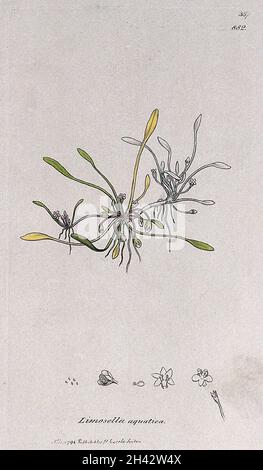 Mudwort (Limosella aquatica): flowering plant and floral segments. Coloured engraving after J. Sowerby, 1796. Stock Photo