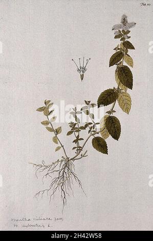 Horsemint (Mentha longifolia (L.) Huds.): entire flowering plant with separate flower. Coloured engraving after F. von Scheidl, 1776. Stock Photo