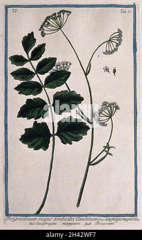 Burnet saxifrage (Pimpinella saxifraga L.): flowering and fruiting stem with separate leaf, flower and fruit. Coloured etching by M. Bouchard, 1778. Stock Photo