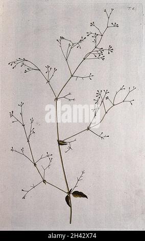Boerhavia erecta L.: fruiting stem. Coloured engraving after F. von Scheidl, 1770. Stock Photo
