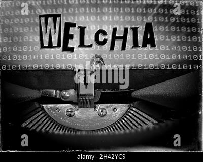 Welchia displayed on a vintage typewriter Stock Photo