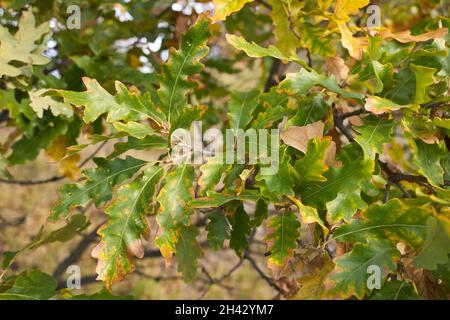 Quercus cerris branch and trunk close up Stock Photo