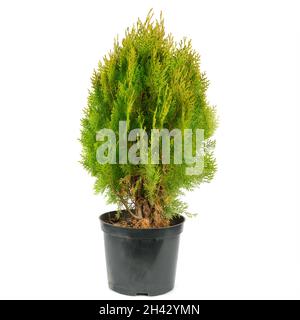 Thuja garden bush in a pot isolated on white background Stock Photo