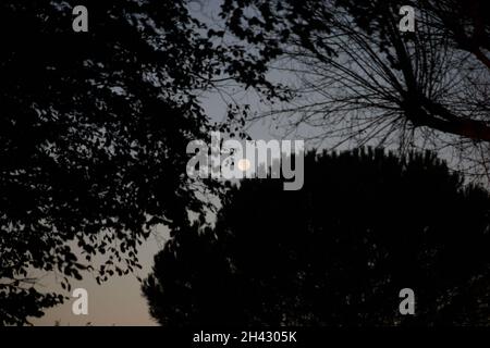 Full moon seen in the early morning sky in between trees in October. Stock Photo