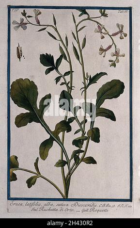 Garden rocket (Eruca vesicaria (L.) Cav. subsp. sativa (Miller) Thell.): flowering and fruiting stem with separate fruit and seeds. Coloured etching by M. Bouchard, 177-. Stock Photo