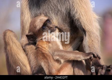 Baby Gray langur (Semnopithecus dussumieri) resting in mothers arms, Ranthambore Fort, Rajasthan, India Stock Photo