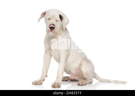 sleepy american bulldog dog sitting isolated on white background in studio and closing eyes Stock Photo
