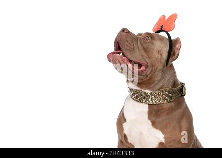 american bully collars
