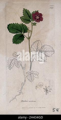 Arctic raspberry (Rubus arcticus): flowering stem, root and floral segments. Coloured engraving after J. Sowerby, 1806. Stock Photo
