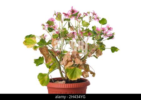 Diseased geranium flower with withered leaves in a pot isolated on white background. Stock Photo