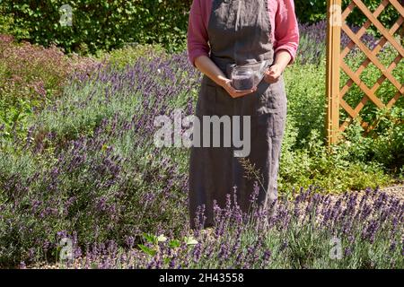 A woman standing among the blooming lavender bushes in the garden and holding in her hands a glass jar of dried lavender flowers for making herbal tea Stock Photo