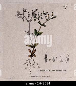 Little mouse-ear (Cerastium semidecandrum): flowering stem and floral segments. Coloured engraving after J. Sowerby, 1806. Stock Photo