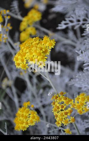 Silver ragwort yellow flowers on the flowerbed. Jacobaea Maritima blooming plant.Jacobea marítima or silver ragwort herbal flower in bloom, close up. Stock Photo