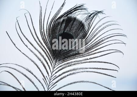 Black and white peacock feather isolated on white background Stock Photo