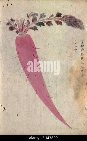 A radish (Raphanus species): root and leaves. Watercolour. Stock Photo