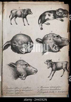 Mammals with congenital defects. Lithograph Stock Photo - Alamy