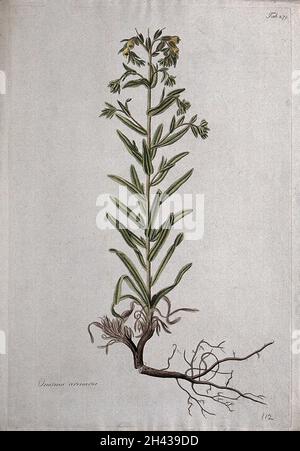 Onosma arenaria: entire flowering plant and seed. Coloured etching after J. Schütz, c.1802. Stock Photo