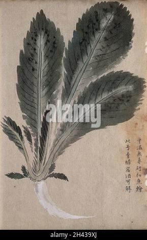 A radish (Raphanus species): root and leaves. Watercolour. Stock Photo