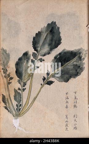 A radish (Raphanus species): root and leaves. Watercolour. Stock Photo