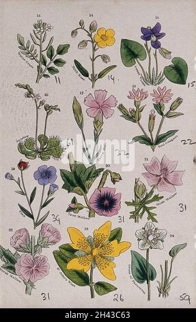 Twelve British wild flowers with their common names. Coloured 