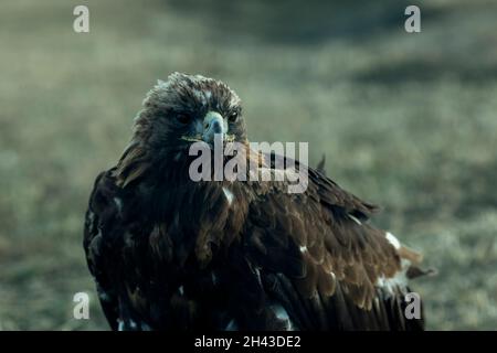 Golden eagle or Berkut, closeup in the steppes of Mongolian Altai. Stock Photo