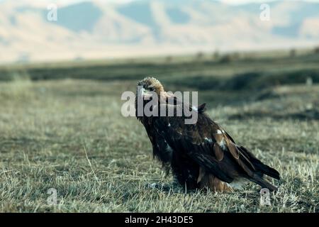 Berkut closeup in the steppes of Mongolian Altai. Stock Photo