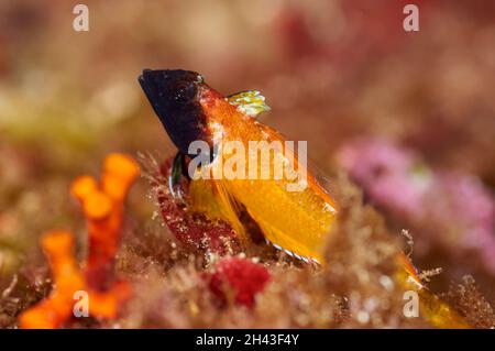 Yellow black-faced blenny (Tripterygion delaisi) nuptial livery male in Ses Salines Natural Park (Formentera,Balearic Islands,Mediterranean sea,Spain) Stock Photo