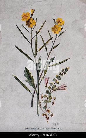 Wall rocket (Diplotaxis muralis) and bog pimpernel (Anagallis tenella): flowering and fruiting stems. Chromolithograph, c. 1877, after F. E. Hulme. Stock Photo
