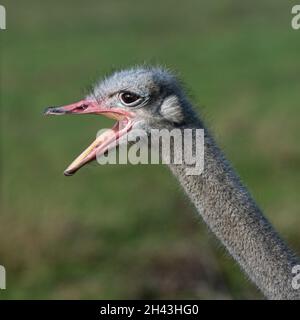 Ostrich Portrait with Beak Open Stock Photo