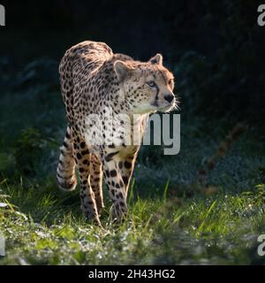 Cheetah Prowling in the Sun Stock Photo