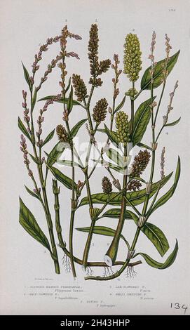 Five flowering plants, including water pepper (Polygonum hydropiper) and redleg (Polygonum persicaria). Chromolithograph by W. Dickes & co., c. 1855. Stock Photo