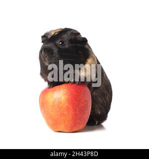 Cute guinea pig with apple on white background Stock Photo
