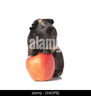 Cute guinea pig with apple on white background Stock Photo