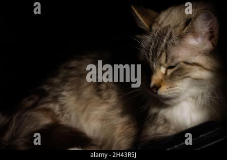 A two-year-old Ragdoll cat relaxes in her bed, June 3, 2021, in Coden, Alabama. Ragdoll cats originated in California in the 1960s. Stock Photo