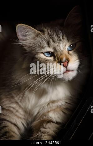 A two-year-old Ragdoll cat relaxes in her bed, June 3, 2021, in Coden, Alabama. Ragdoll cats originated in California in the 1960s. Stock Photo